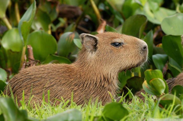 Capybara 4usky wallpapersafari