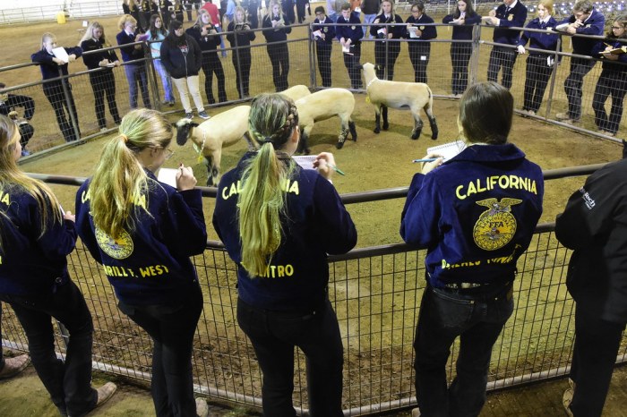 Ffa livestock judging practice test