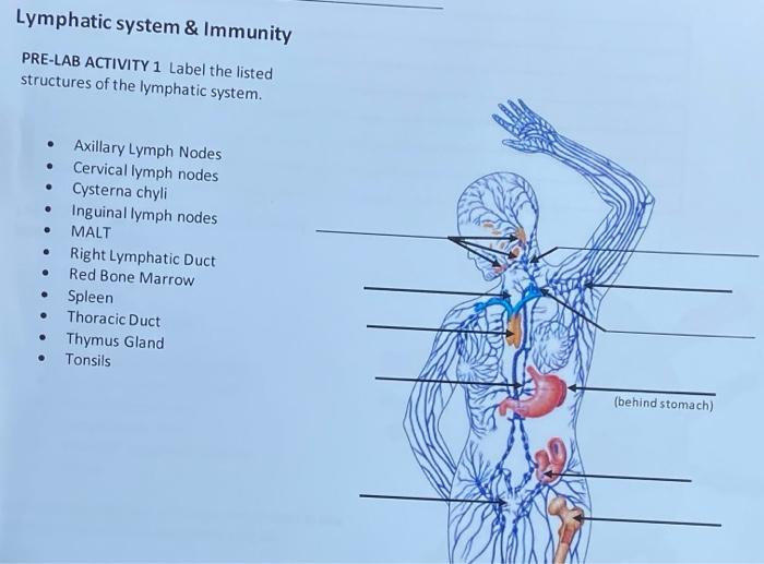 Lymphatic organs system coast