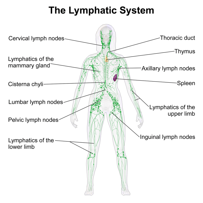 Label the lymphatic organs in the figure