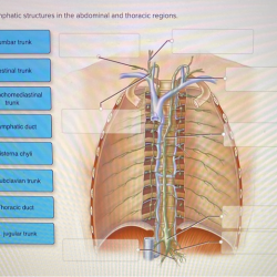 Label the lymphatic organs in the figure