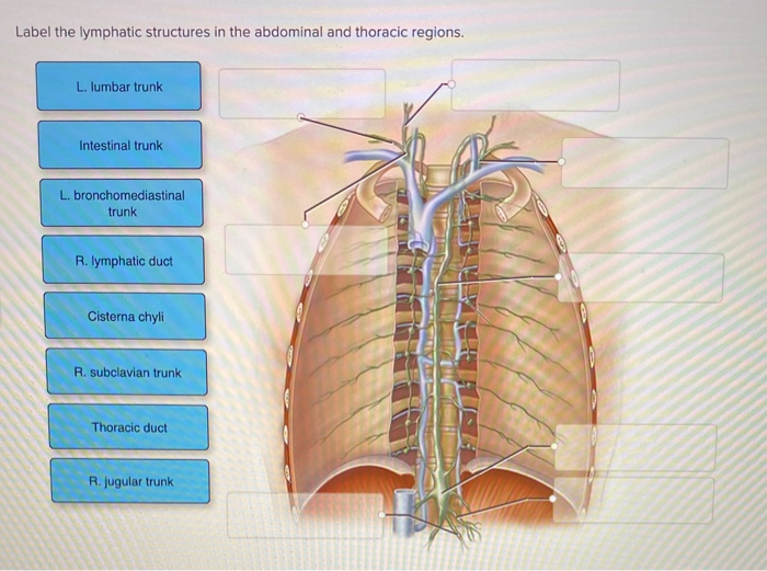 Label the lymphatic organs in the figure