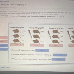 Scientific thinking testing the safety of bisphenol a