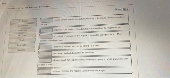 Match each leukocyte listed with its correct defensive function.