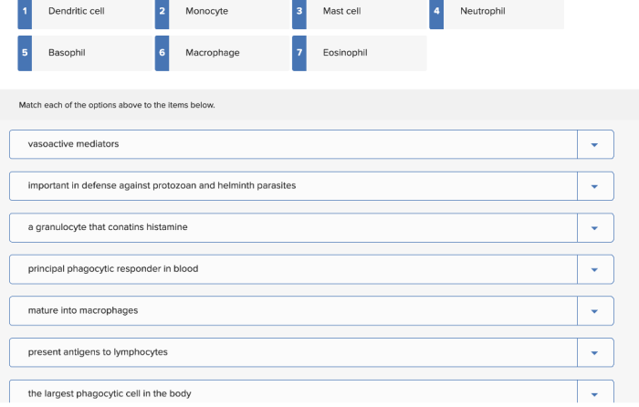 Match each leukocyte listed with its correct defensive function.